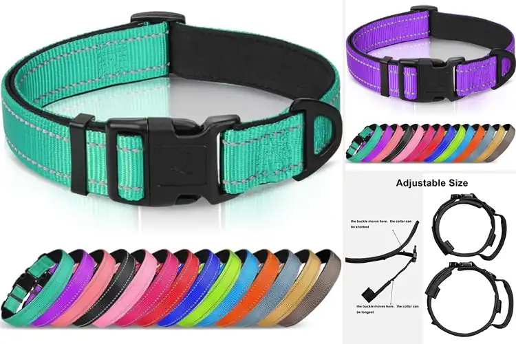 Detailed view of Best Large Dog Collars: Top Picks for Safety & Style